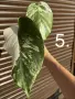 Monstera Albo Variegata (Монстера Албо Вариегата), снимка 7