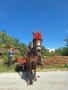 Продава се Работно муле, снимка 1