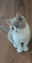 Британски котки , снимка 1