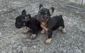 Френски булдог Топ качество, снимка 2
