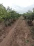 Продавам грозде, снимка 7