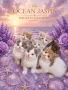 Британски котки , снимка 3