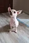 чихуахуа момиченце , снимка 4
