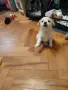 Търся дом за малко кученце , снимка 5