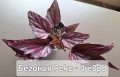 Предлагам стайни растения, снимка 3