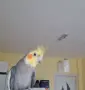 Папагал/ Мъжка корела, снимка 2