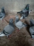 Продавам спортни гълъби , снимка 6