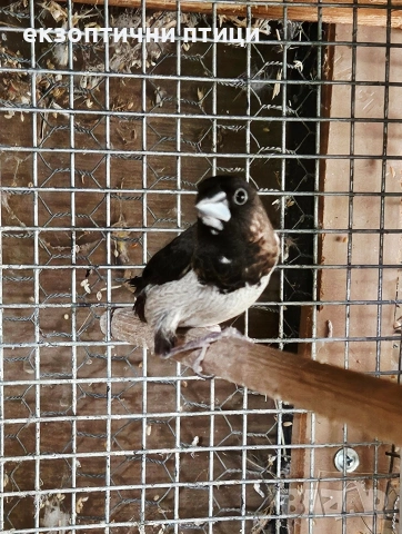 Продавам двойка Японски Амадини , снимка 2 - Амадини - 55165488