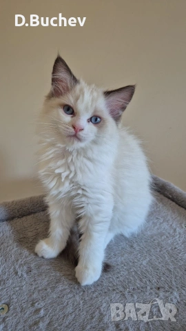 Ragdoll Paradise / Регдол котенца , снимка 9 - Други - 54972344