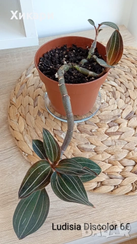 Лудизия скъпоценна орхидея Ludisia Discolor 