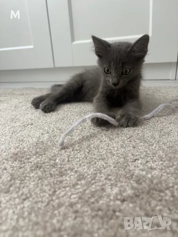 Коте - 2 месеца, снимка 12 - Руска синя котка - 55627241