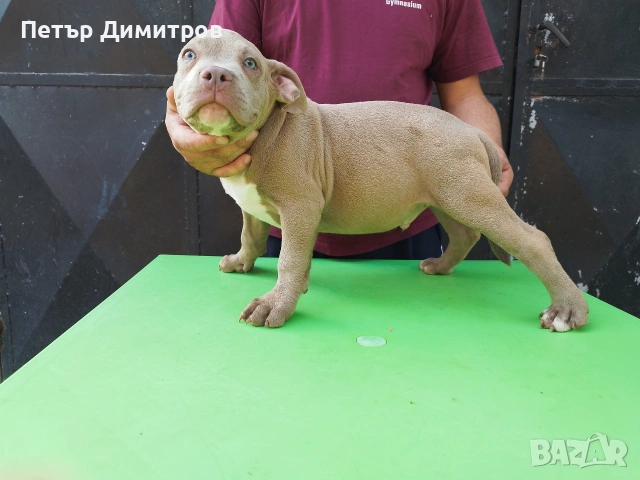 американско були покет , снимка 7 - Други - 54802997