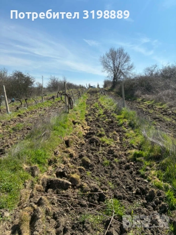продавам лозе, снимка 2 - Земеделска земя - 54144914
