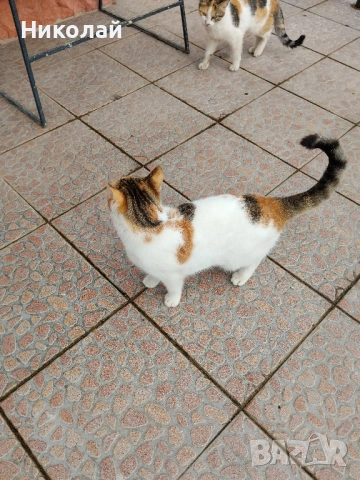 Подарявам две котки, снимка 4 - Други - 54301938