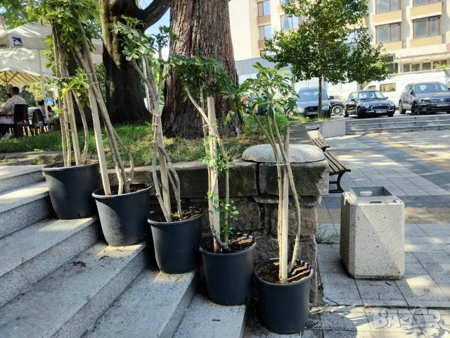 Продавам Шефлера / Schefflera 10 годишна, 170 см. височина, 10 броя, снимка 7 - Стайни растения - 40894462