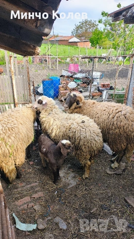 Продавам 2бр.кочове