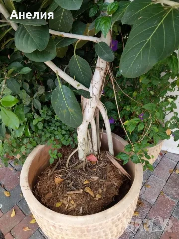 Фикус Ficus microcarpa, снимка 5 - Стайни растения - 55343521