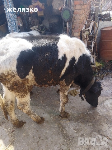 женски телета , снимка 5 - Крави - 53981729