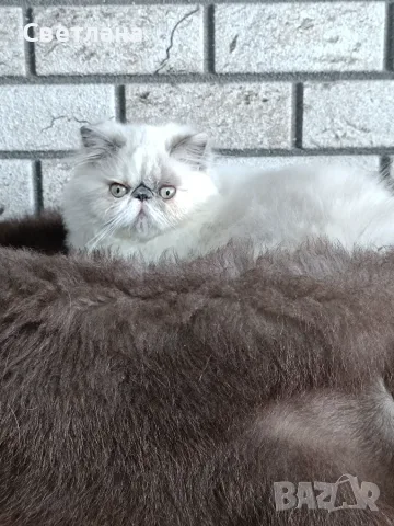 Персийско коте 😻💙, снимка 4 - Персийска - 55620971