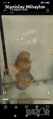 Дискуси Чифтове, снимка 2 - Рибки - 54285996