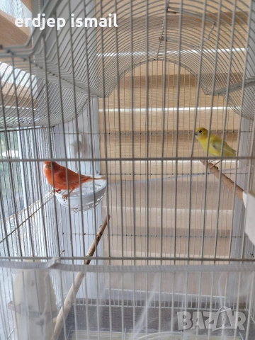 Канарчета + Клетка