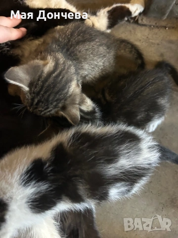 Подарявам малки котенца, снимка 4 - Други - 54652666
