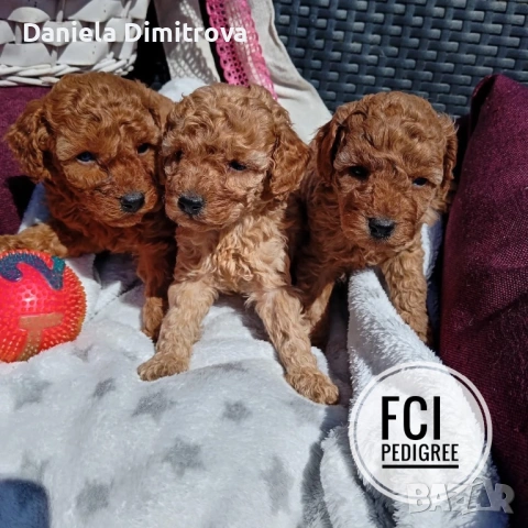 Той Пудел FCI Родословие