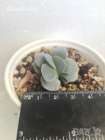 Красула (Crassula Morgans Beauty), 3.25 €, 0879187022 , сукулентно растение