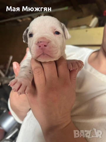 XL American Bully с родословие и сертификат, снимка 12 - Други - 53883611