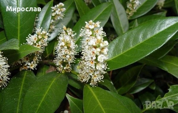 Продавам декоративен храст Лавровишна , снимка 8 - Градински цветя и растения - 54239490