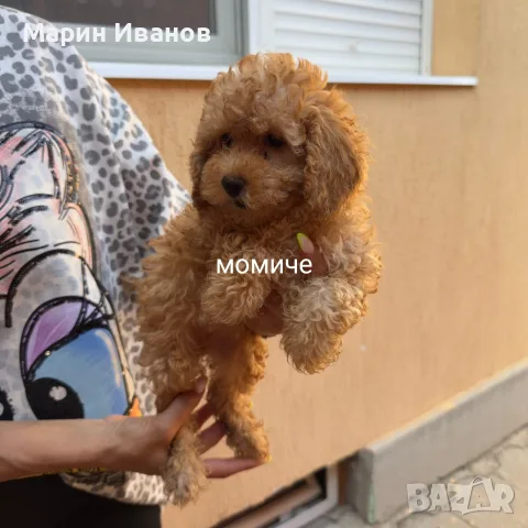 Мини пуделчета момче и момиче, снимка 3 - Пудели - 55396412