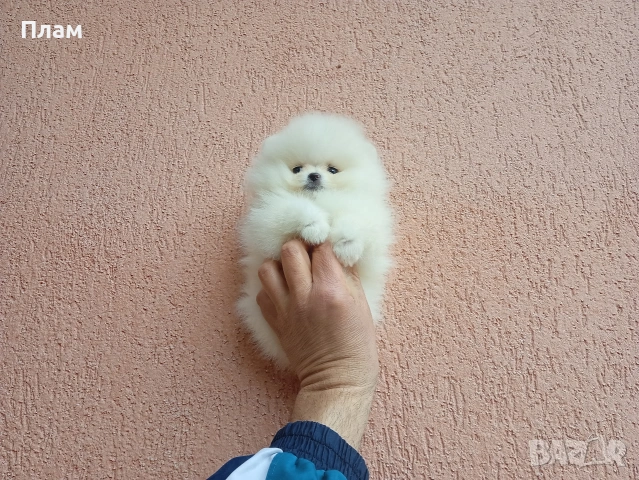 Бели Померани., снимка 2 - Померан - 54105599
