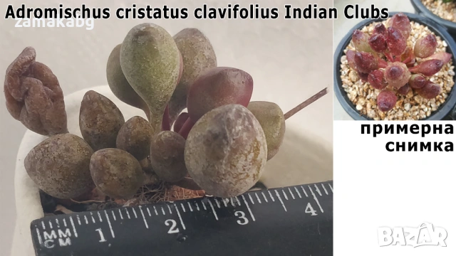 Адромисхус (Adromischus cristatus clavifolius Indian Clubs), рядко сукулентно растение
