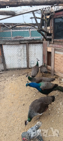 индийски пауни , снимка 2 - други­ - 53996226