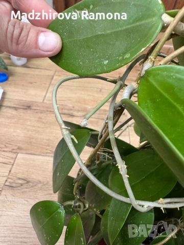 Hoya Хоя Parasitica Gps 206, снимка 4 - Стайни растения - 54569465