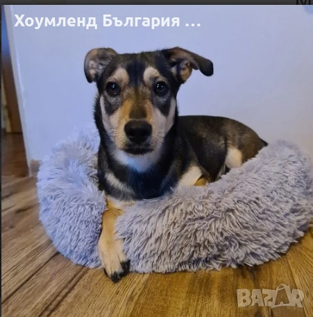 Пухкаво меко легло за куче и коте тип гнездо, снимка 5 - Други стоки за животни - 54411619