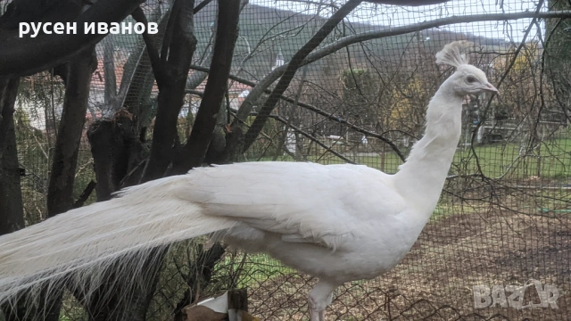 бели пауни 3 години, снимка 2 - други­ - 53955078