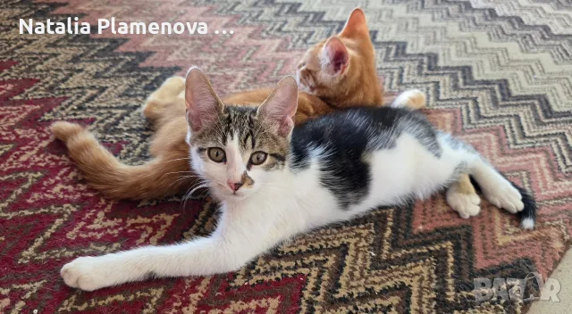 Супер котета британчета!!!, снимка 8 - Британска късокосместа - 54821461