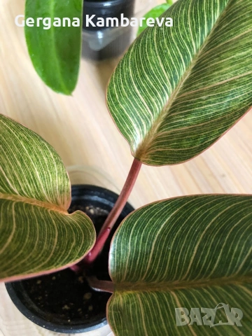 Philodendron Pink Birkin , снимка 3 - Стайни растения - 54941994