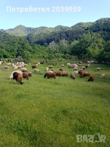 Агнета 20-25 кг и овце