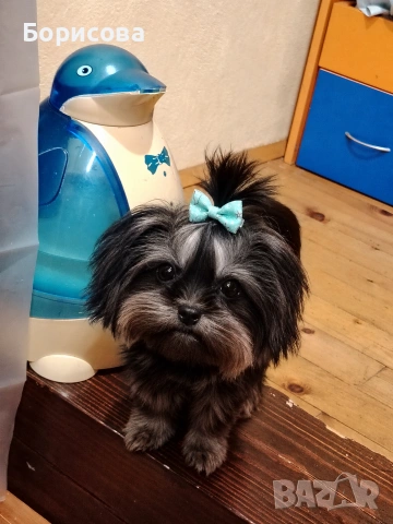 йоркширски териер момиче 