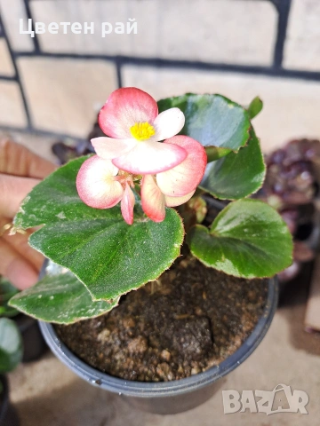 Градинска бегония , снимка 7 - Градински цветя и растения - 54237980