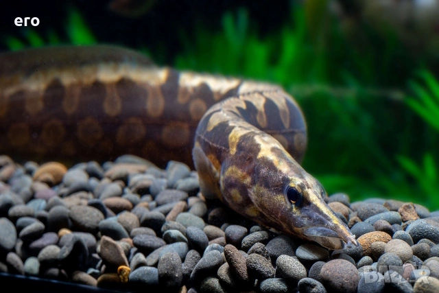 Аквариума змиорка