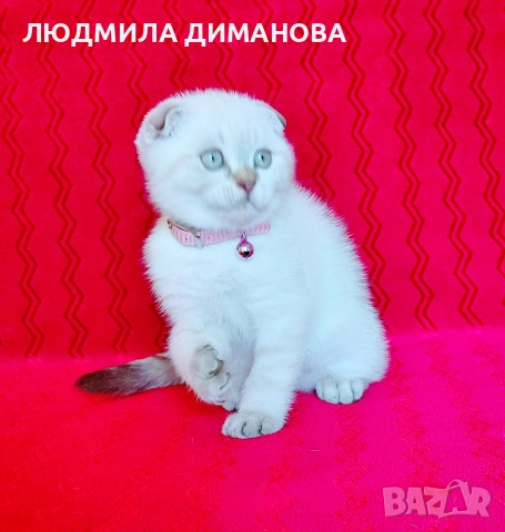 Шотландско мъжко 