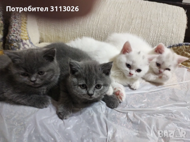 Британско семейство  търси дом за своите мъничета, снимка 3 - Британска късокосместа - 54952805