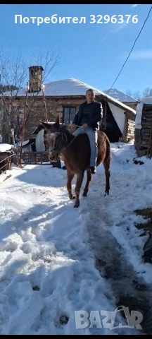 Продавам работно муле, снимка 4 - Коне - 55049100