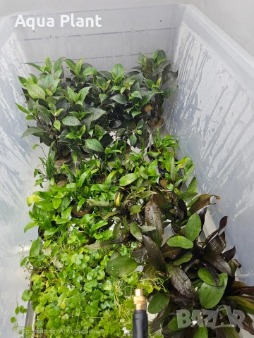 Аквариумни растения, снимка 2 - Аквариуми - 54334568