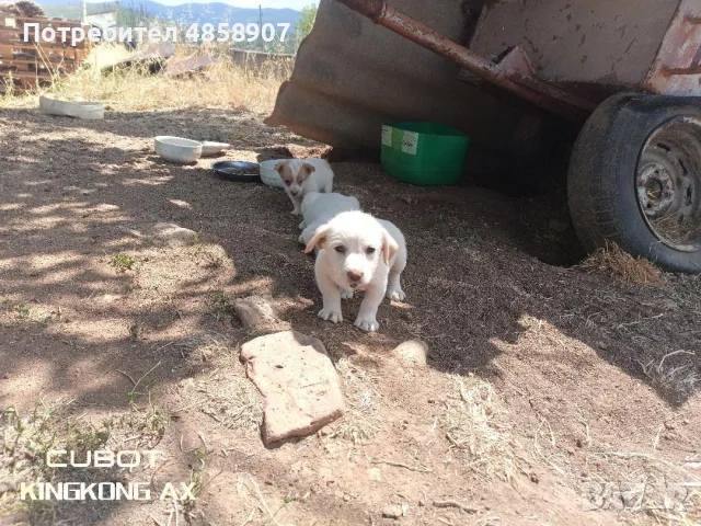 подаряваме кученца , снимка 2 - Други животни - 55681999