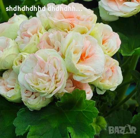 комплект от 5 броя мшкато 