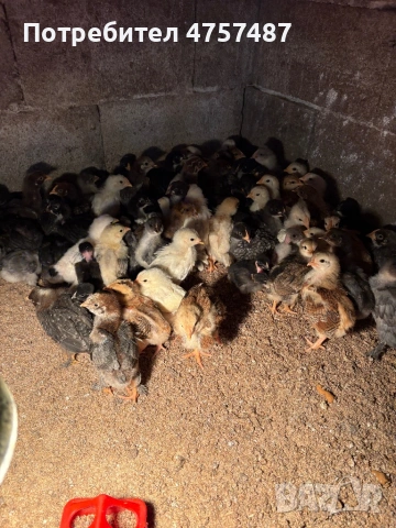 Дворни пилета. , снимка 2 - други­ - 54238742